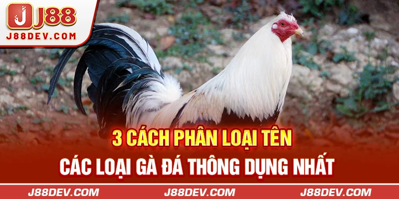 Tên Các Loại Gà Đá Được Sư Kê Dùng Phổ Biến Nhất Hiện Nay
